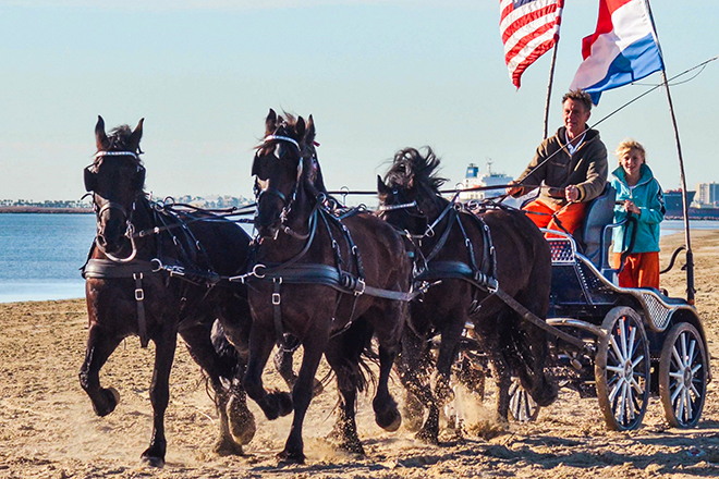 AFHA horses were used in many small movies and a few big ones: “The Hunger Games: Catching Fire” and “The Caravan.” Here we see Gerard Paagman during his trans-continental horse journey, The Caravan. (Photo credit: Jennifer White.)